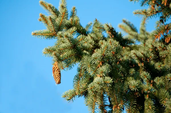 Fir with cone — Stock Photo, Image