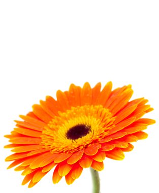 Turuncu gerbera