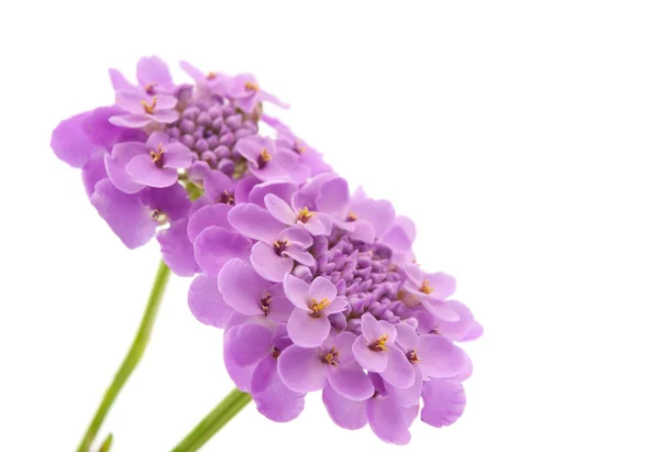 Purple Hydrangea — Stock Photo, Image