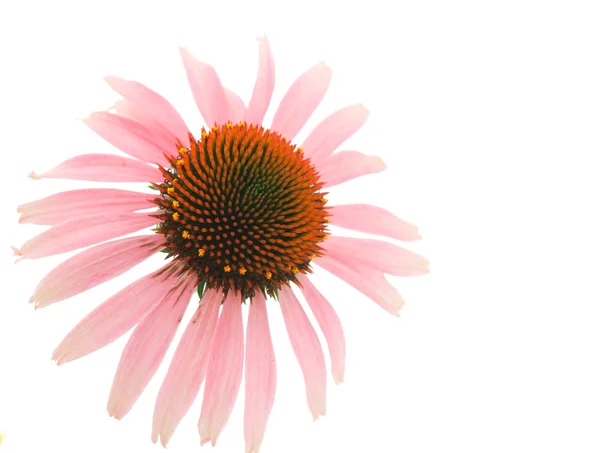 Echinacea — Stock Photo, Image