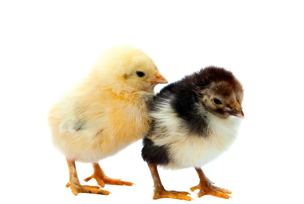 2 つの鶏 — ストック写真