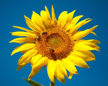 Sunflower with bees clipart