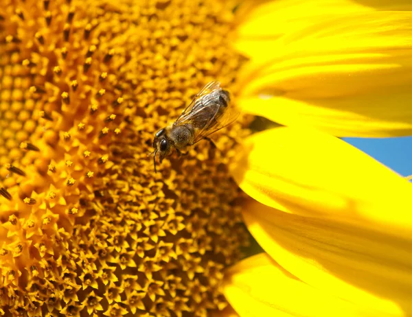 Arılar ile ayçiçeği — Stok fotoğraf