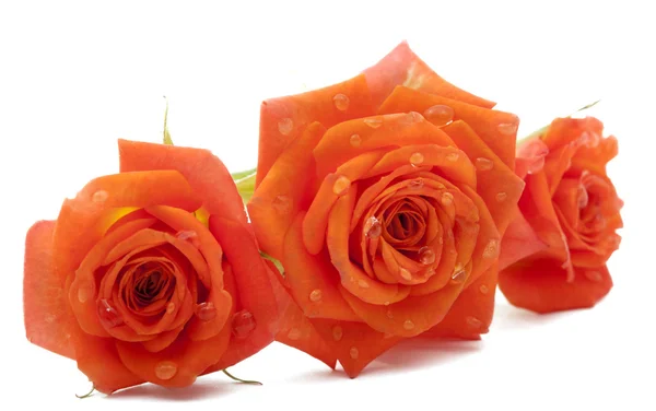 Rosa naranja con gotas —  Fotos de Stock