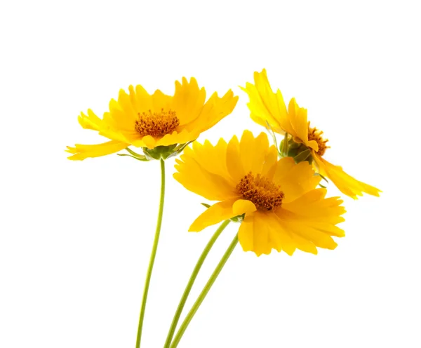 Fleurs de prairie jaune — Photo