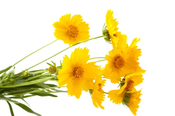 Λουλούδια κίτρινα Λιβάδι — Φωτογραφία Αρχείου