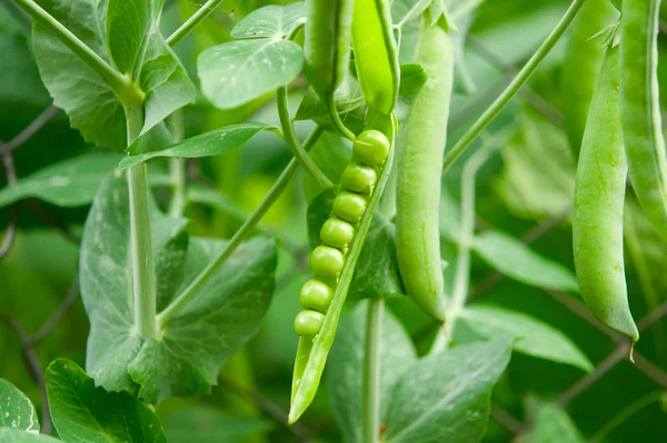 stock image Peas