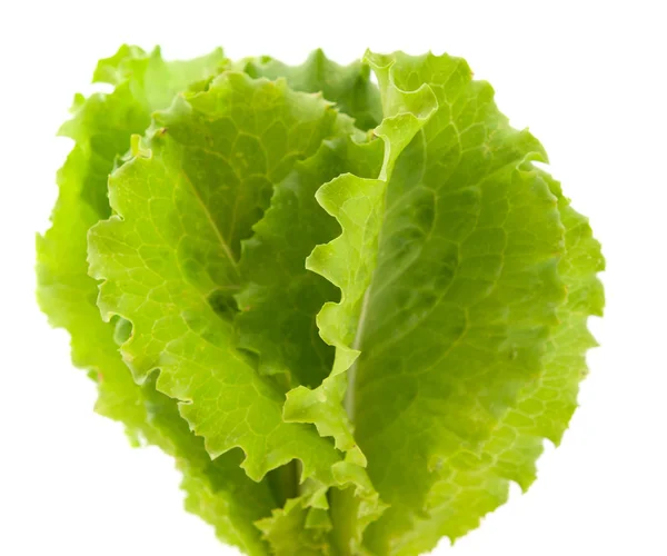 Lettuce leaves — Stock Photo, Image