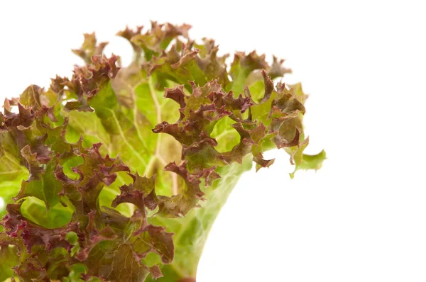 stock image Lettuce leaf