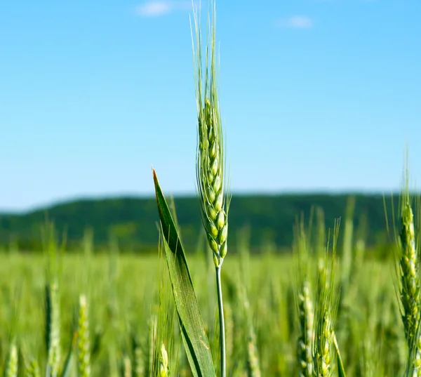 Green ear of wheat — Stock Photo, Image
