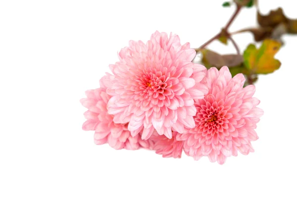 Crizantema roz — Fotografie, imagine de stoc