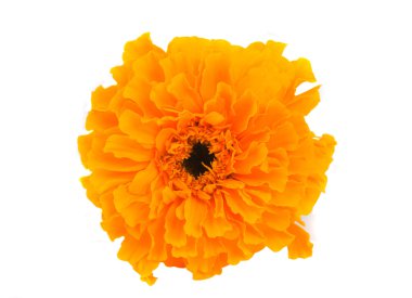 Marigold flower clipart