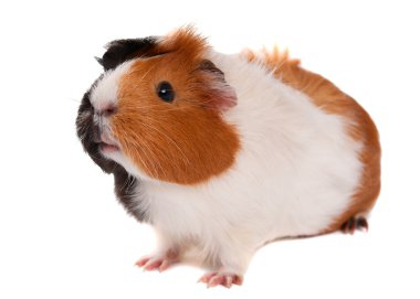 Guinea pig clipart