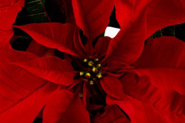 Noel poinsettia bitki