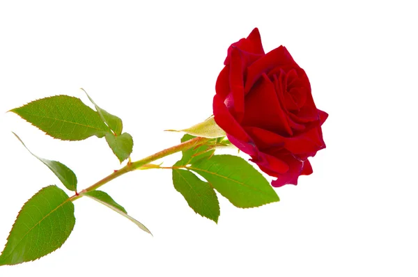 Темно-червона троянда — стокове фото