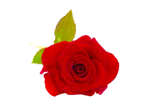 Ciemnoczerwona róża — Zdjęcie stockowe