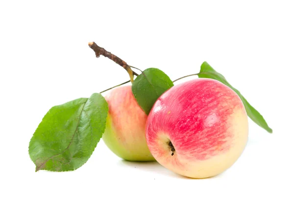 Jablko s listy — Stock fotografie
