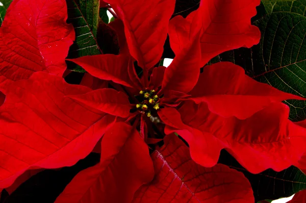 Bir Noel yakın tatil canlı poinsettia bitki — Stok fotoğraf