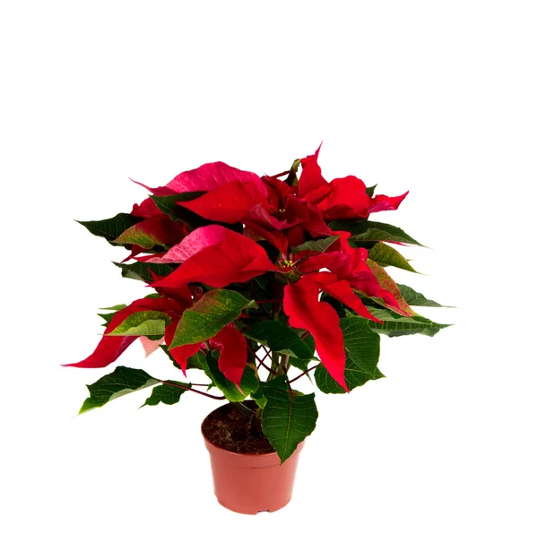 Christmas flower — Stock Photo, Image