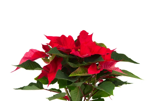 Рождественский цветок — стоковое фото