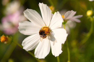 bir çiçek üzerinde Bumble bee