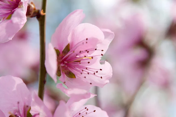 Рожеві квіти на дереві — стокове фото