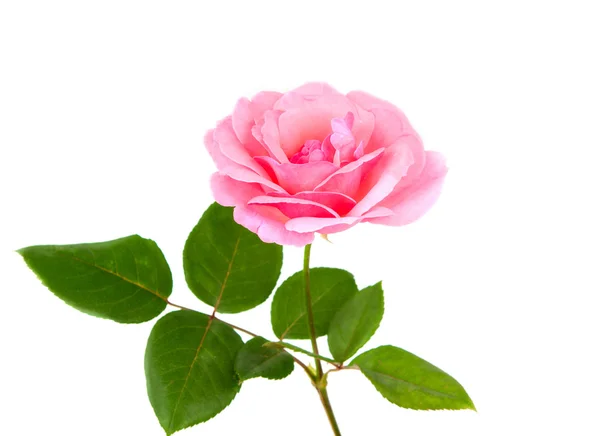 Pink rose — Stock Fotó