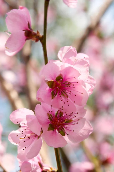 stock image Pink flowers on a tree