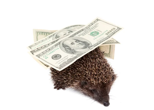 stock image Hedgehog of dollars