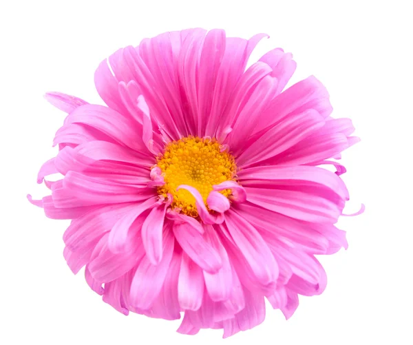 Aster — Stock Photo, Image