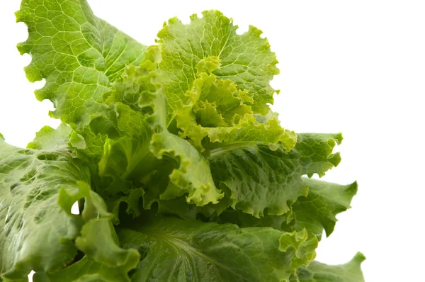 Frunzele de salată — Fotografie, imagine de stoc