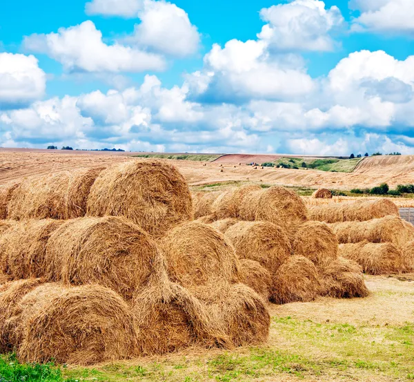 stock image Landscape view of a farm field with gathered crops