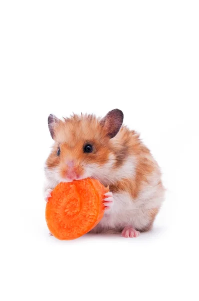 Roter Hamster auf weißem Grund — Stockfoto