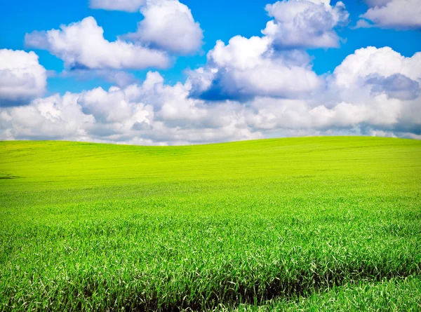 Field over cloudy blue sky — Stock Photo, Image