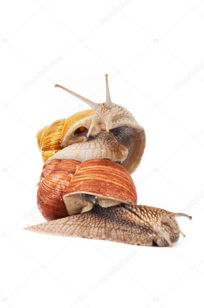 Snail on white