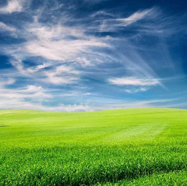 Pole na zachmurzone niebo niebieskie — Zdjęcie stockowe