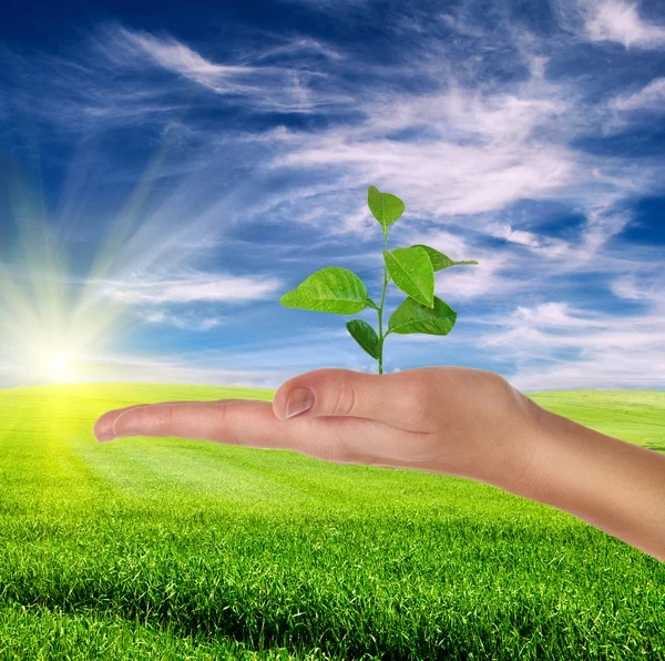 Hand houden van groene plant — Stockfoto