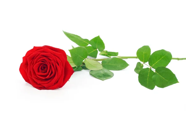 Red rose green leaves isolated on white — Stock Photo, Image