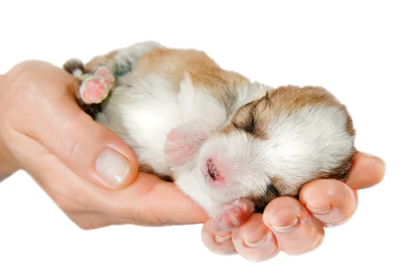 stock image Newborn puppy in the caring hands