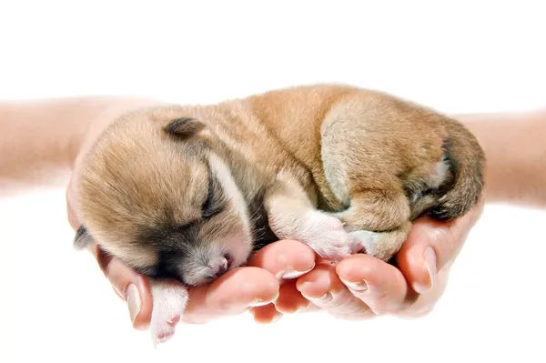 Newborn puppy in the caring hands — Stock Photo, Image
