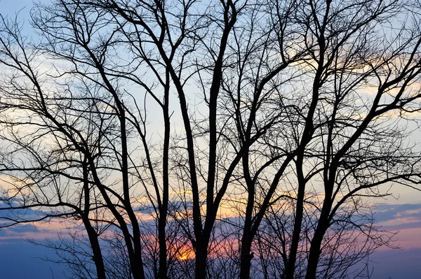 Силуэт дерева на закате. — стоковое фото