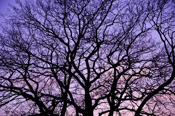 Purple sunset. — Stock Photo, Image