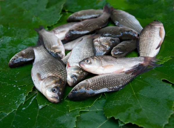 Fish crucians — Stock Photo, Image