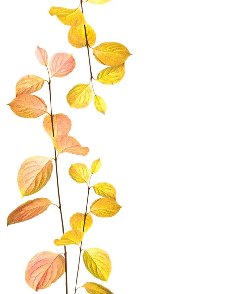 Autumn branches and leaves border — Stock Photo, Image