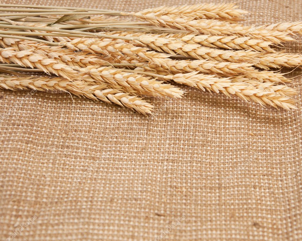 Wheat on a burlap background — Stock Photo © nataly0288dp #6915247