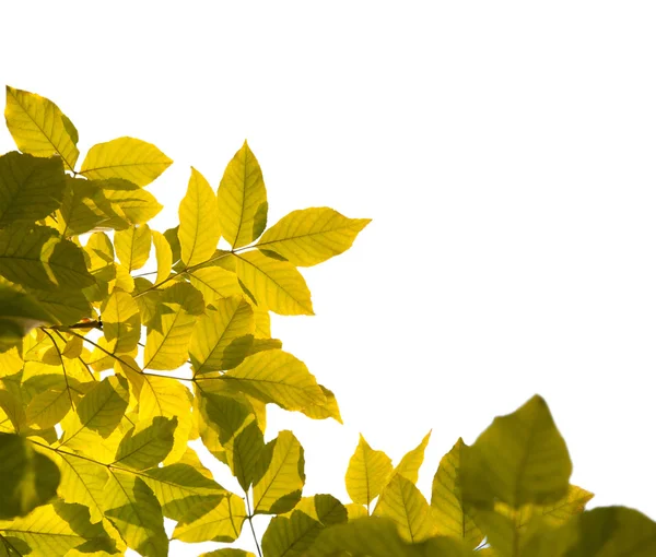 Autunno foglie sfondo — Foto Stock