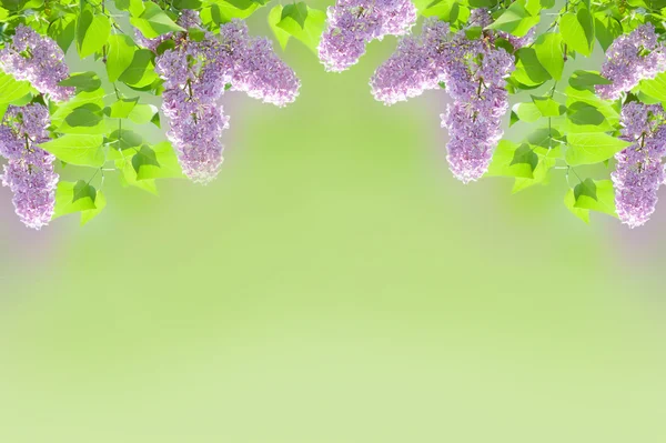 stock image Lilac background