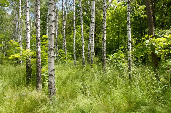 Birch grove — Stock Photo, Image