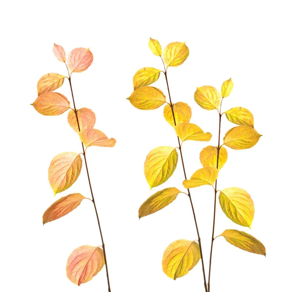 Äste und Blätter im Herbst — Stockfoto