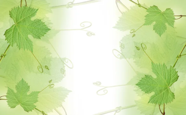 Den grønne vindrueblade grænse - Stock-foto